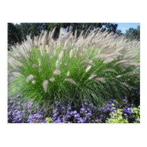 Ornamental Grass Postcard postcards