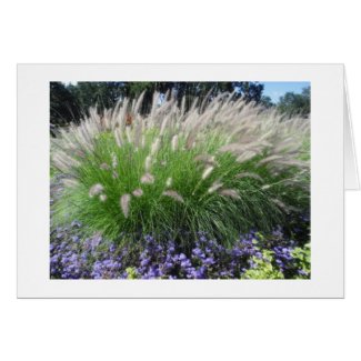 Ornamental Grasses Card card