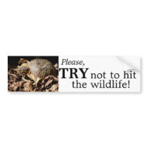Ornate Box Turtle bumper stickers