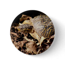 Ornate Box Turtle Pins