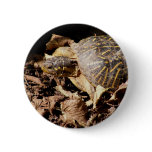 Ornate Box Turtle Pins