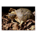 Ornate Box Turtle cards