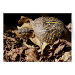 Ornate Box Turtle Greeting Cards