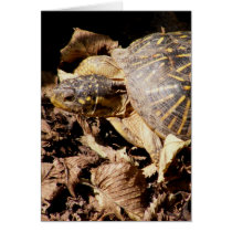 Ornate Box Turtle cards