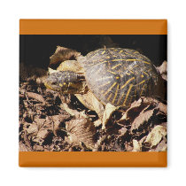 Ornate Box Turtle magnets by SuanSilverTree Ornate Box Turtle magnets