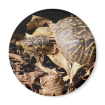Ornate Box Turtle magnets by SuanSilverTree Ornate Box Turtle magnets