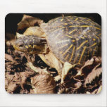 Ornate Box Turtle Mouse Pads