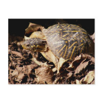 Ornate Box Turtle postcards