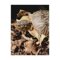 Ornate Box Turtle postcards