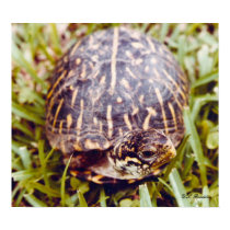 Ornate Box Turtle posters by naturegirl7 Ornate Box Turtle posters