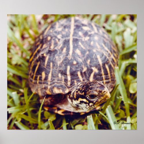 Ornate Box Turtle by naturegirl7