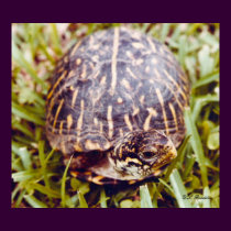 Ornate Box Turtle posters by naturegirl7 Ornate Box Turtle posters