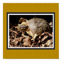 Ornate Box Turtle Poster with Faux Matting posters by SuanSilverTree Ornate Box Turtle Poster with Faux Matting posters