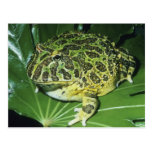 Ornate Horned Frog, (Ceratophrys ornata), Postcard