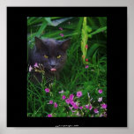 Ornery Cat Among Flowers Poster posters