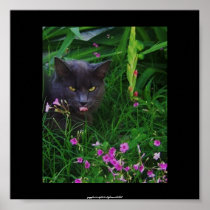 Ornery Cat Among Flowers Poster