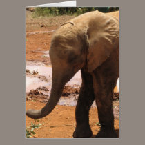 Orphan Baby Elephant cards
