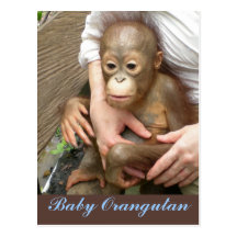 Orphan Baby Orangutan Post Card