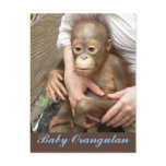 Orphan Baby Orangutan Post Card