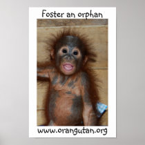 Orphan Baby Orangutan Print