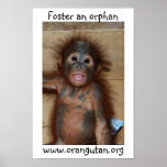Orphan Baby Orangutan Print