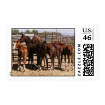 Orphan foals postage