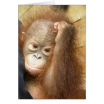 orphaned baby (version 2) cards