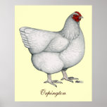 Orpington White Hen posters