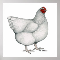 Orpington White Hen Print