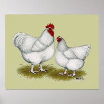 Orpington:  White Pair Poster
