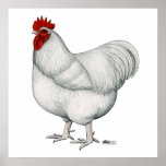 Orpington White Rooster posters