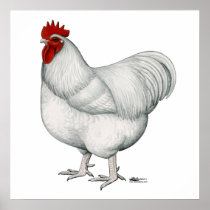 Orpington White Rooster Print