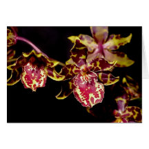 Orquídea del gato montés de Colmanara Tarjeta