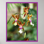 Orquídeas Impresiones