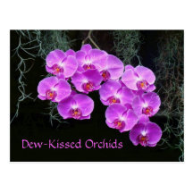 Orquídeas Rocío-Besadas Tarjeta Postal