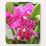 Orquídeas Tapetes De Raton