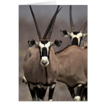 Oryx antelope cards