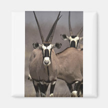 Oryx antelope magnets