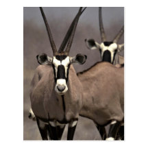 Oryx antelope post card