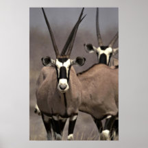Oryx antelope print