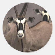 Oryx antelope round stickers