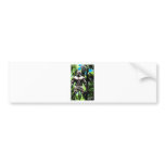 OSAIN BY LIZ LOZ BUMPER STICKER