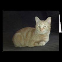 Oscar Cat Portrait Card cards