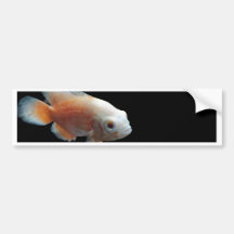 Oscar Fishy Bumper Sticker
