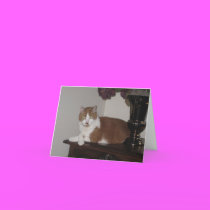 Oscar Notecards cards