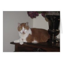 Oscar Notecards