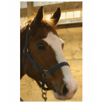 Oscar T-Shirt by EquineGal Oscar T-Shirt