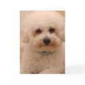 Oscar the Bichon Frise cards