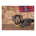 Oscar Wiener Dog posters