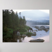 ose in evening storm, Baxter State Park Print